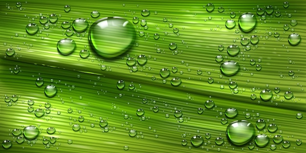 Бесплатное векторное изображение Текстура листьев дерева с каплями воды, пальмовое или банановое зеленое растение с чистыми сияющими каплями росы