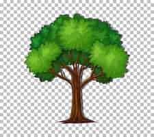 Free vector tree on transparent background