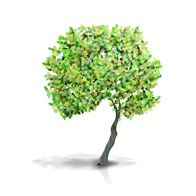 Tree with green leaves Isolated on White Background