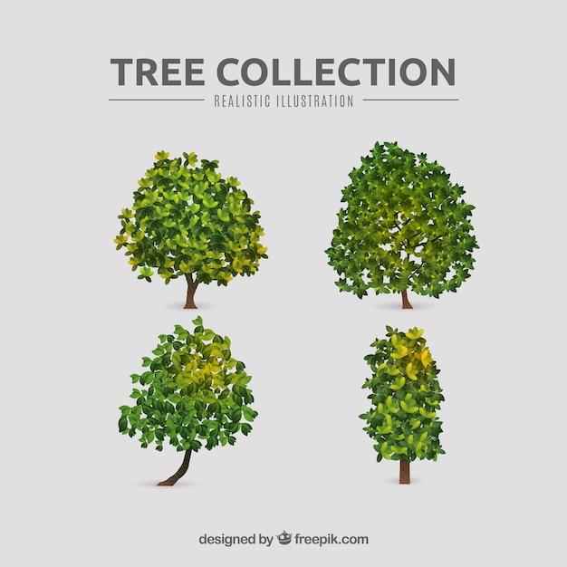 Trees collection in realistic style 