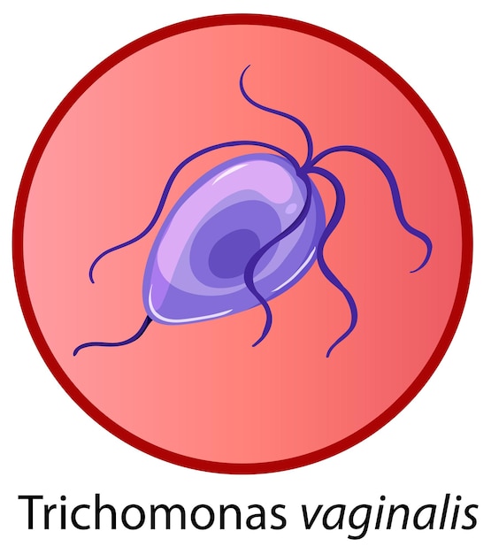 Vettore gratuito trichomonas vaginalis su sfondo bianco