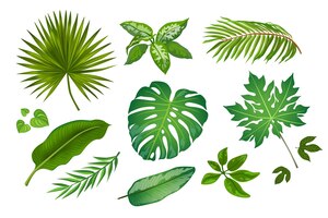 tropic leaves in cartoon style illustrations set