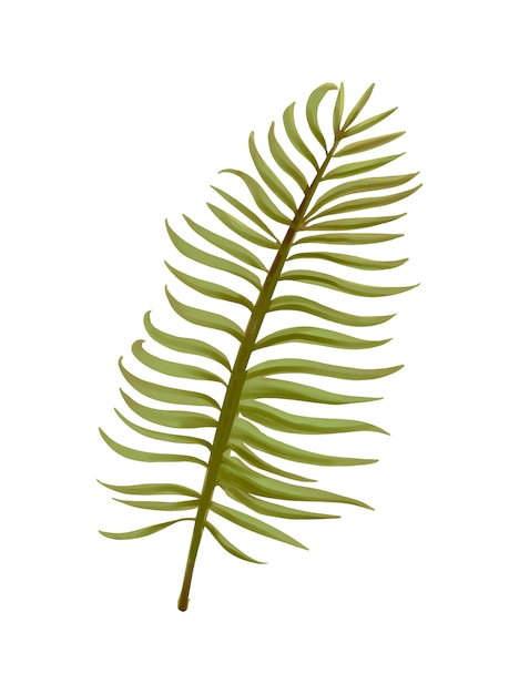 Tropical aroca palm leaf illustration