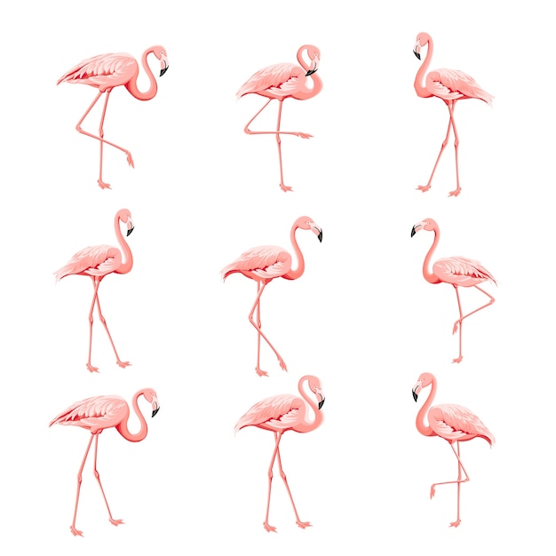 Tropical collection pink flamingos