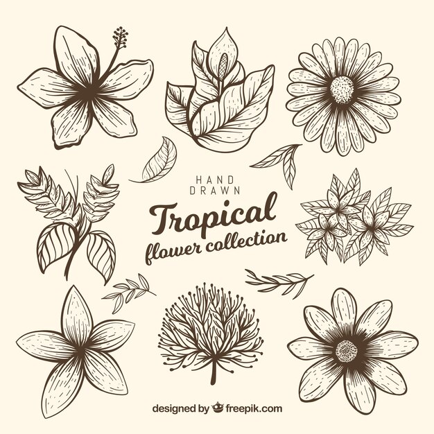 Tropical flower collection