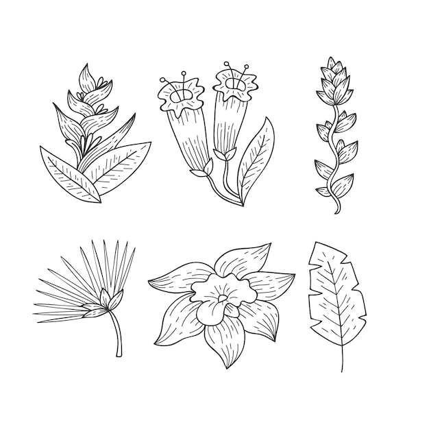 Tropical flower and leaf collection