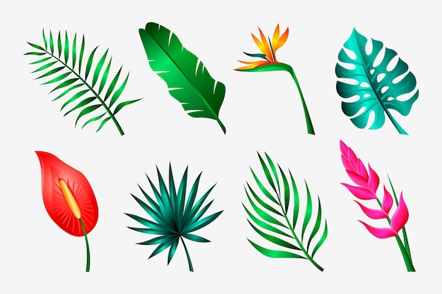 Tropical flower and leaf collection