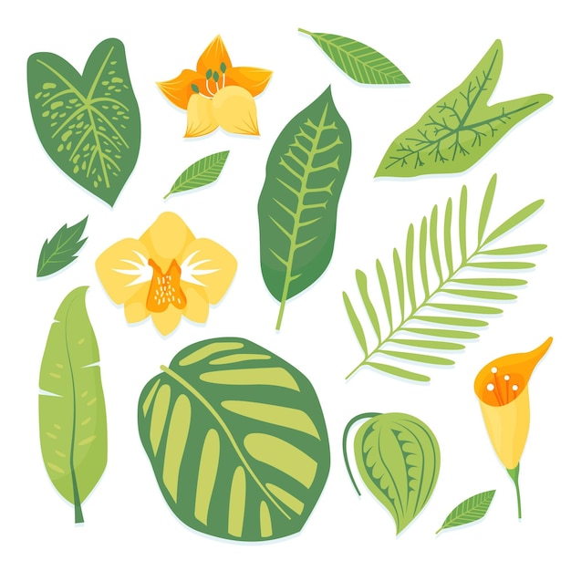 Tropical flower and leaf collection