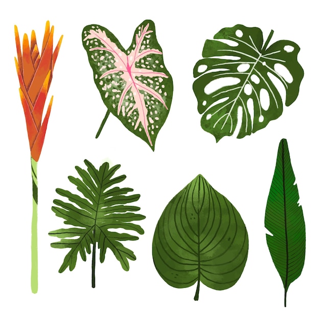 Tropical flower and leaf collection