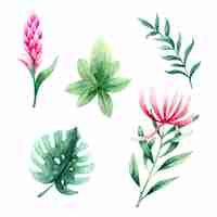 Free vector tropical flower and leaf collection