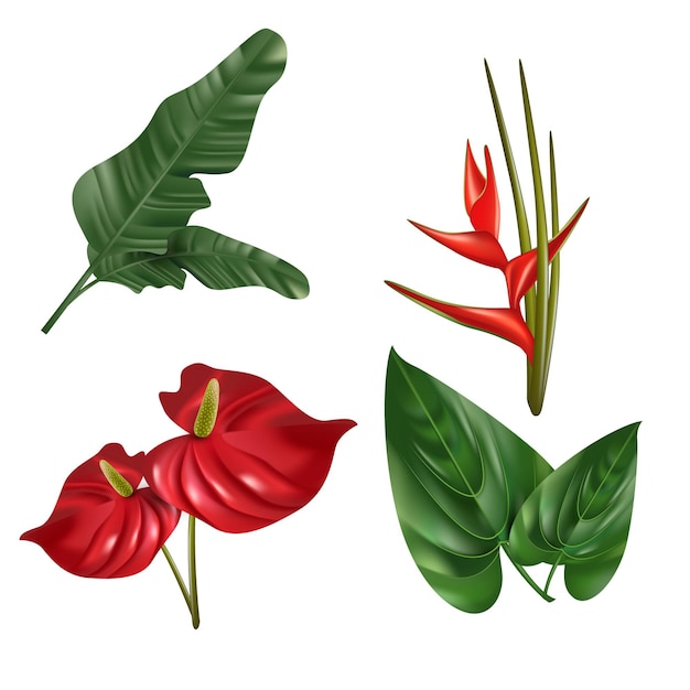 Free vector tropical flower and leaf collection