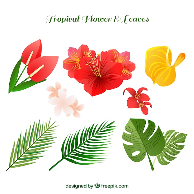 Free Tropical Flowers And Leaves Collection Vector - +57754 Free