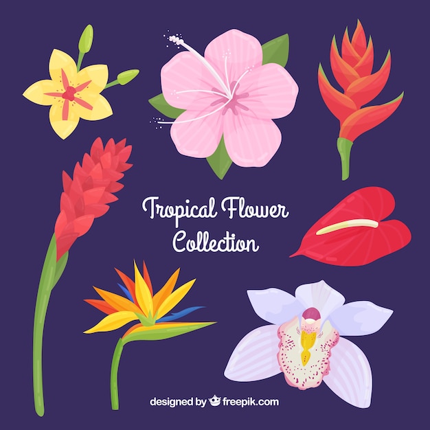 Tropical flowers collection in hand drawn style