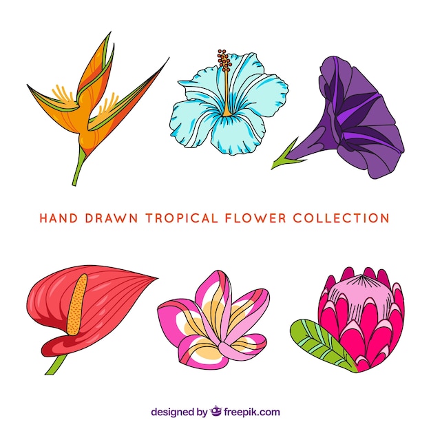 Tropical flowers collection in hand drawn style