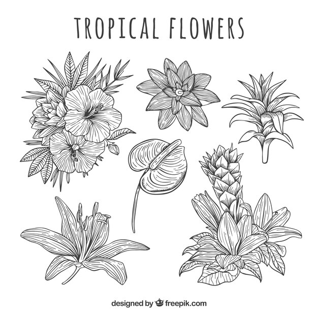 Tropical flowers collection in hand drawn style