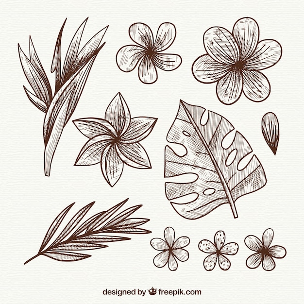 Tropical flowers collection in hand drawn style