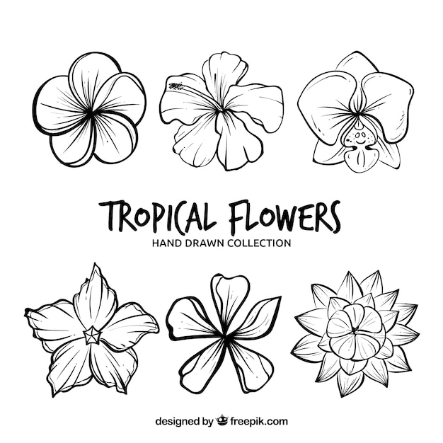 Free vector tropical flowers collection in hand drawn style