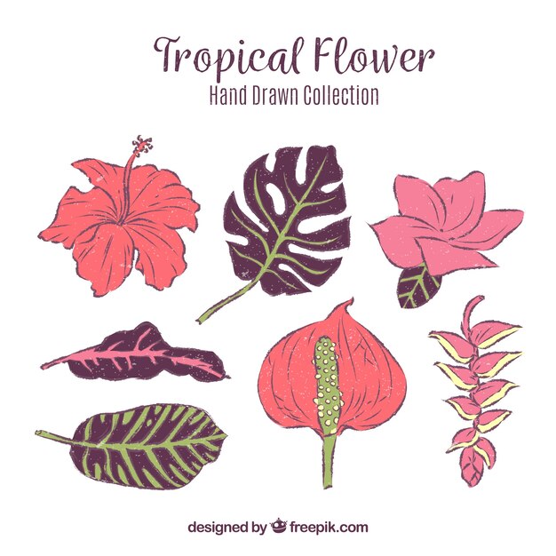 Tropical flowers collection in hand drawn style