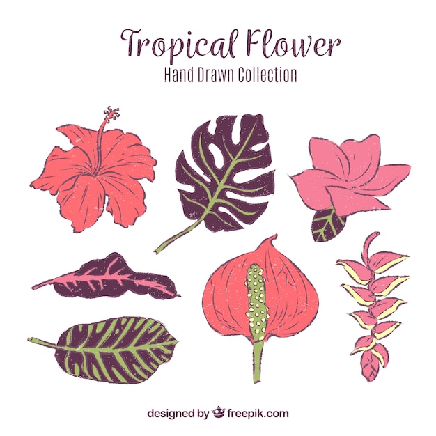 Tropical flowers collection in hand drawn style
