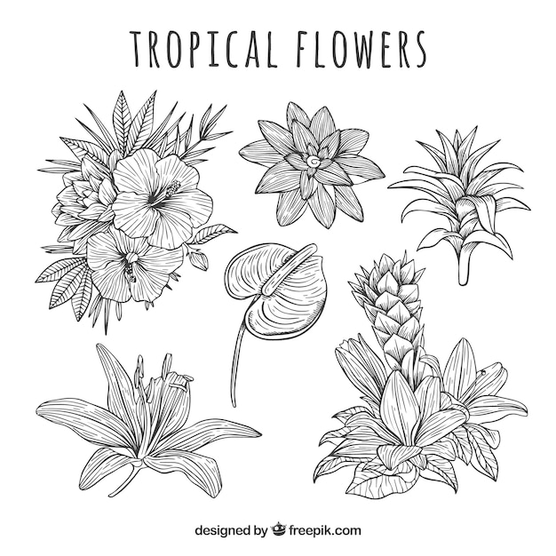 Коллекция тропических цветов в ручном стиле