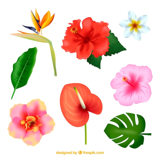 Tropical flowers collection in realistic style