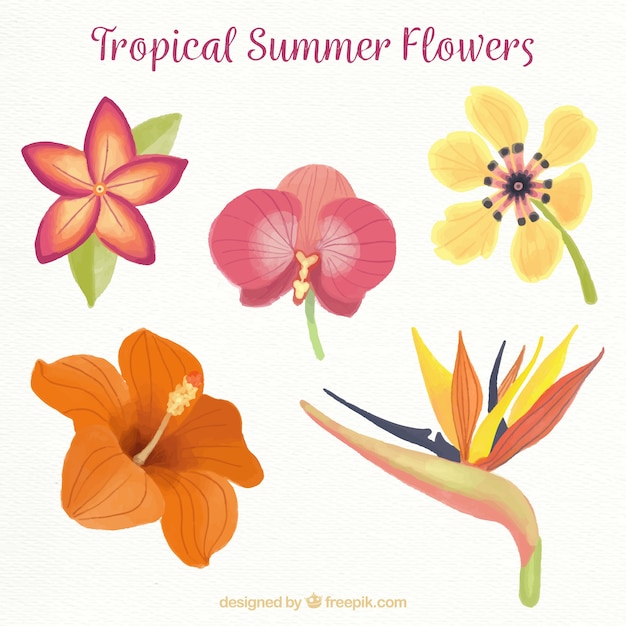 Vettore gratuito raccolta di fiori tropicali in colori caldi