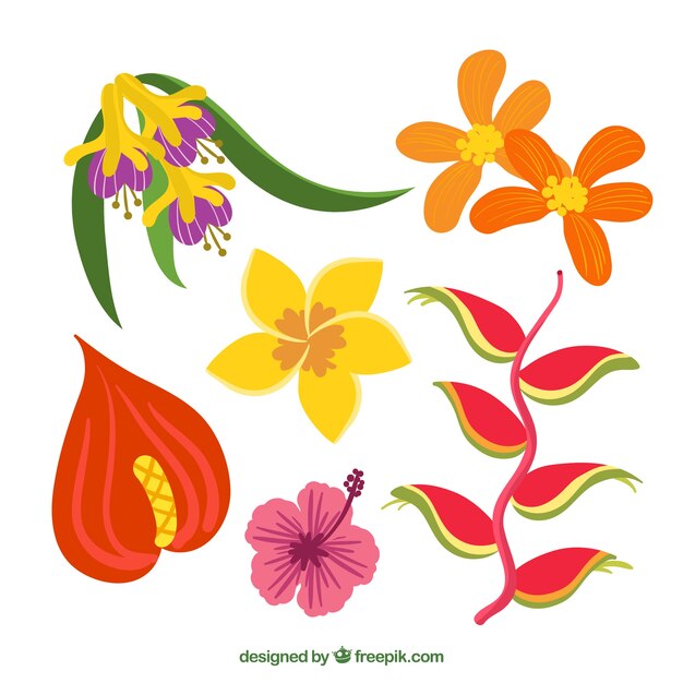 Tropical flowers collection in warm colors