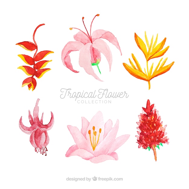 Tropical flowers collection in watercolor style