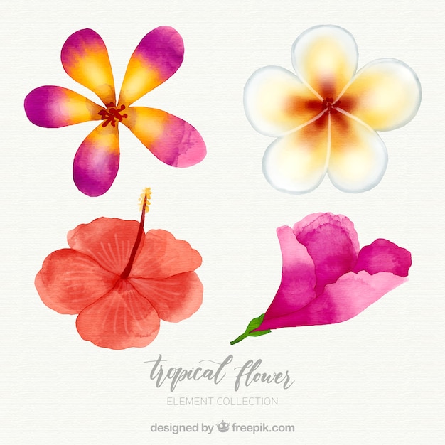 Tropical flowers collection in watercolor style