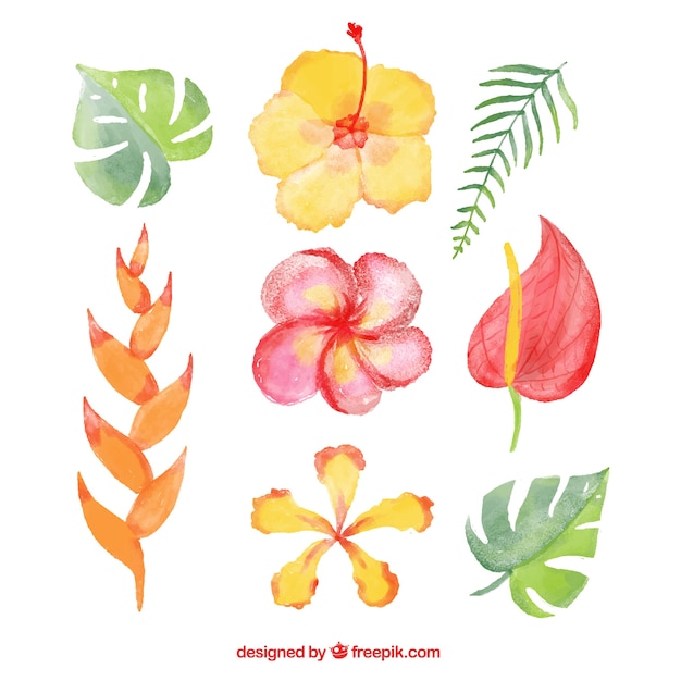 Tropical flowers collection in watercolor style