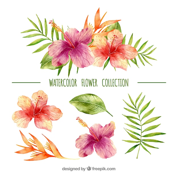 Free vector tropical flowers collection in watercolor style