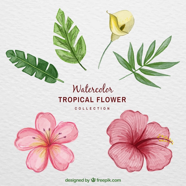 Free vector tropical flowers collection in watercolor style