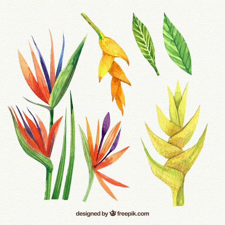 Free Vector tropical flowers collection in watercolor style