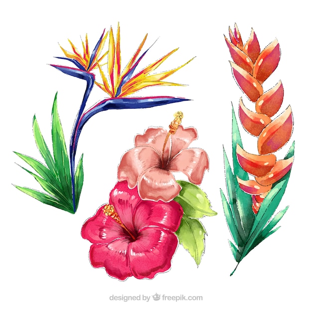 Tropical flowers collection in watercolor style