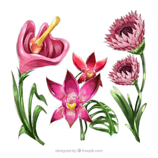 Tropical flowers collection in watercolor style