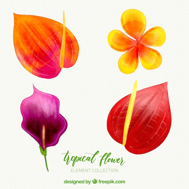 Tropical flowers collection in watercolor style