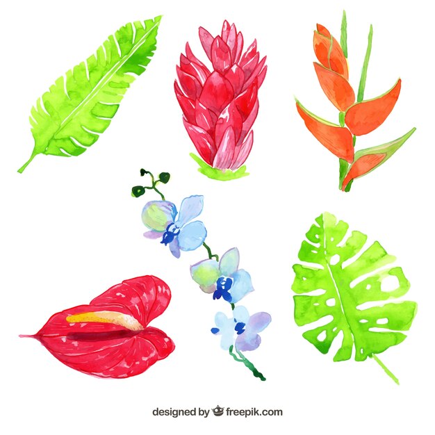 Tropical flowers collection in watercolor style