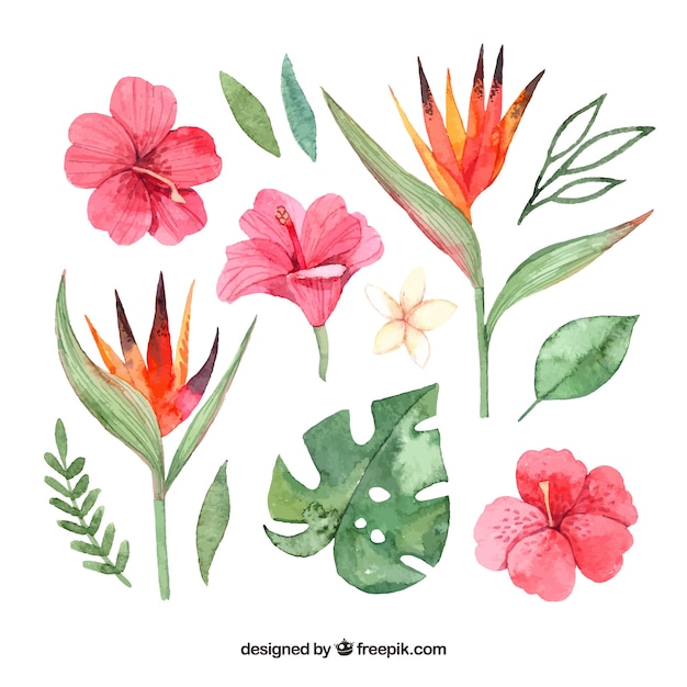 Free vector tropical flowers collection in watercolor style