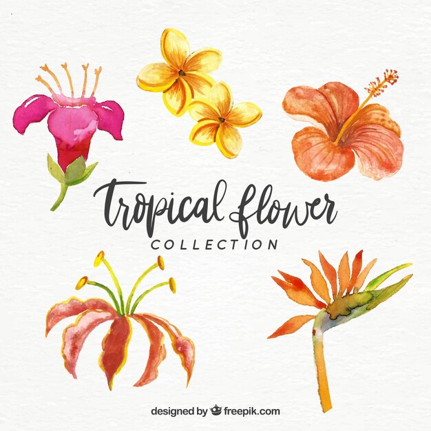 Коллекция тропических цветов в акварельном стиле