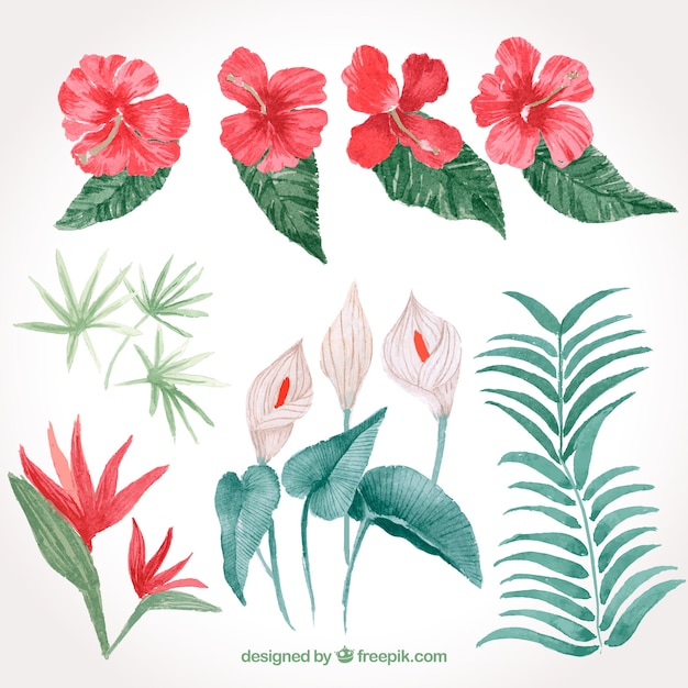 Tropical flowers collection in watercolor style