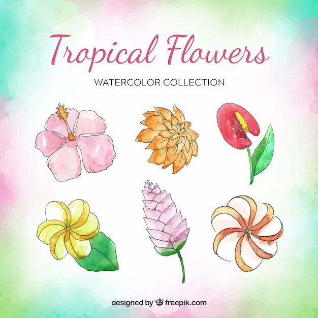 Tropical flowers collection in watercolor style