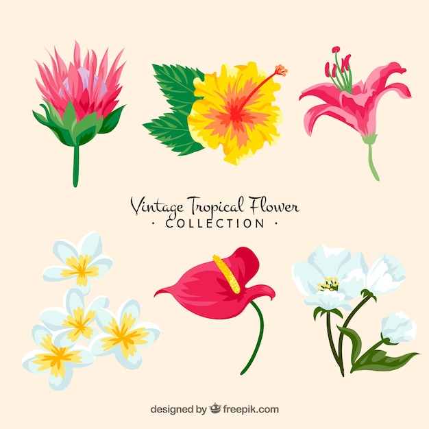 鮮やかな色彩のビンテージスタイルのトロピカルな花のコレクション