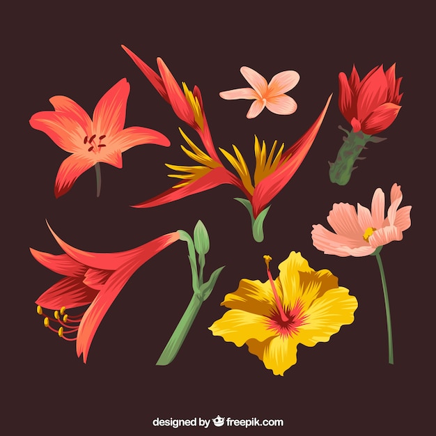 Free vector tropical flowers collection with colors in vintage style