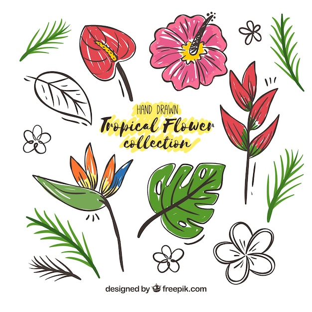 Free vector tropical flowers collection with colors