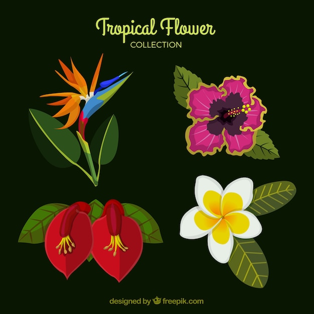 Free vector tropical flowers collection with different colors