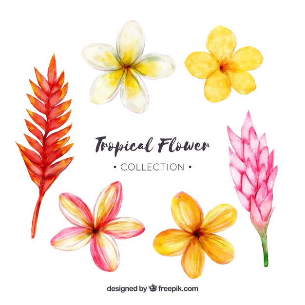 Tropical flowers collection