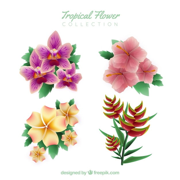 Tropical flowers collection