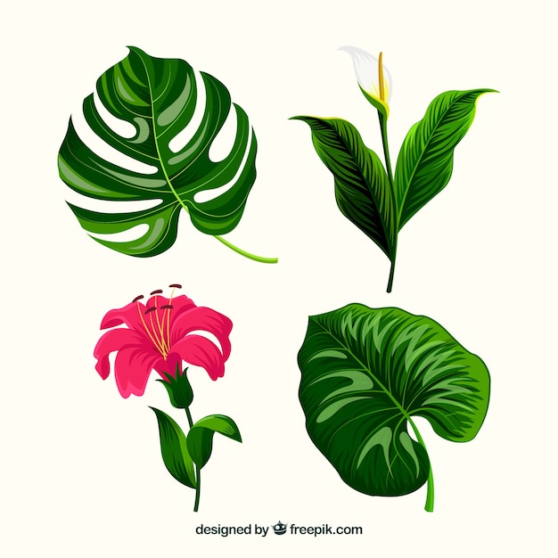 Free vector tropical flowers collection