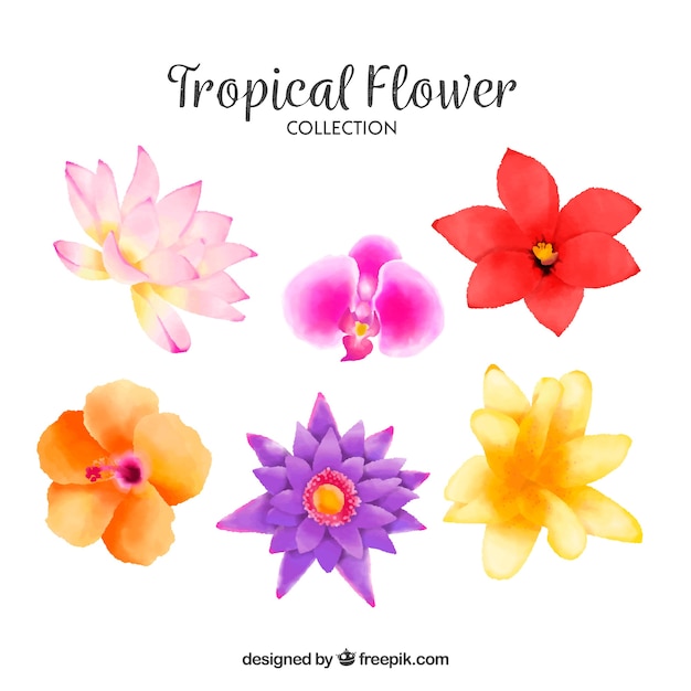 Free vector tropical flowers collection