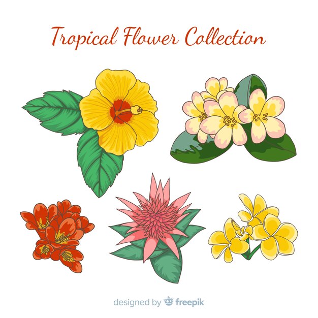 Tropical flowers collection